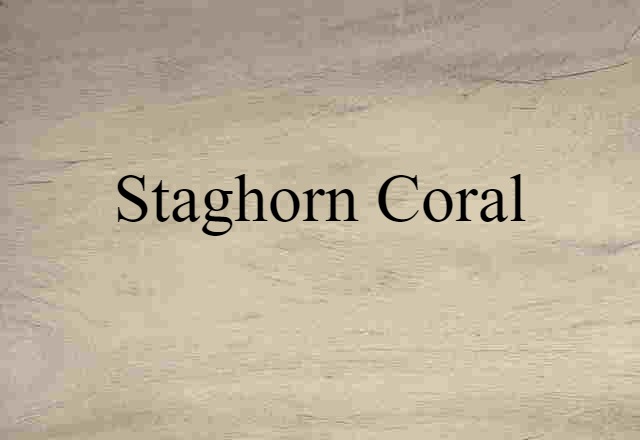 staghorn coral