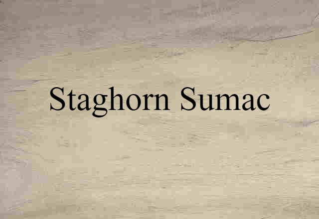 Staghorn Sumac (noun) Definition, Meaning & Examples