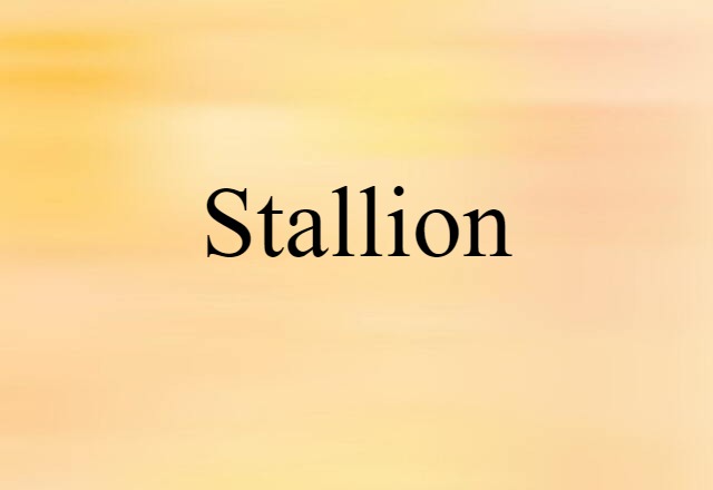 stallion