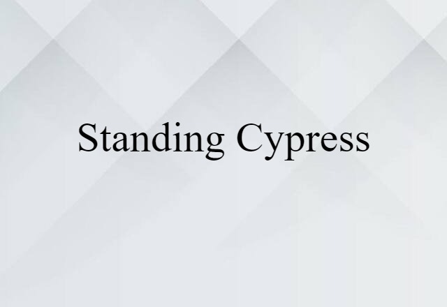 standing cypress