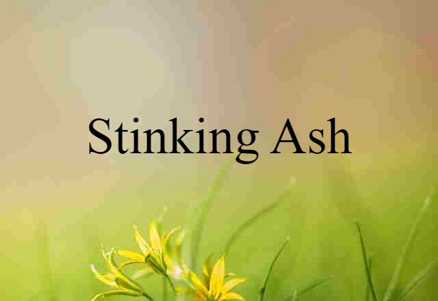 stinking ash