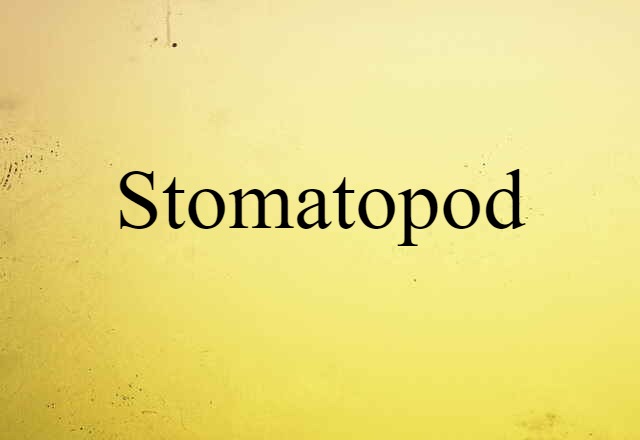 Stomatopod (noun) Definition, Meaning & Examples