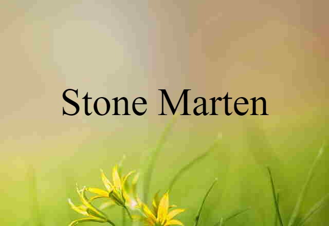 Stone Marten (noun) Definition, Meaning & Examples