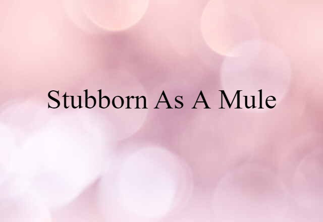 stubborn as a mule