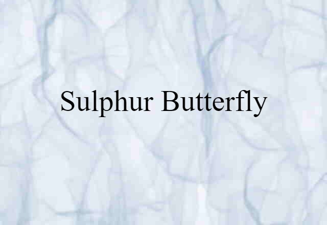 Sulphur Butterfly (noun) Definition, Meaning & Examples