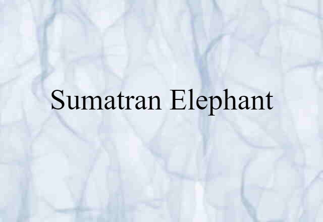 Sumatran elephant