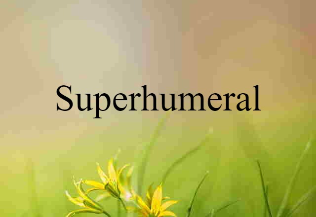 Superhumeral (noun) Definition, Meaning & Examples