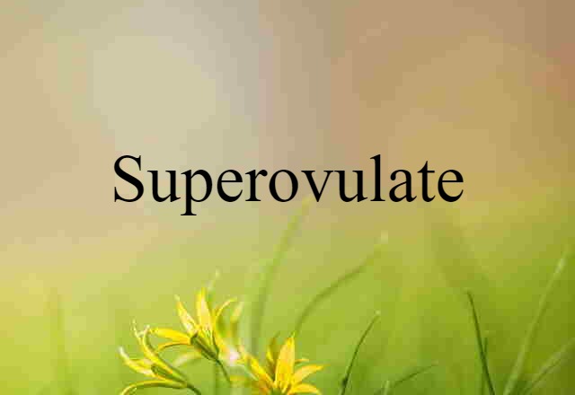 superovulate