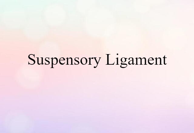 Suspensory Ligament (noun) Definition, Meaning & Examples