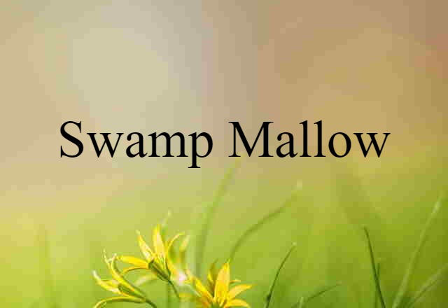 swamp mallow