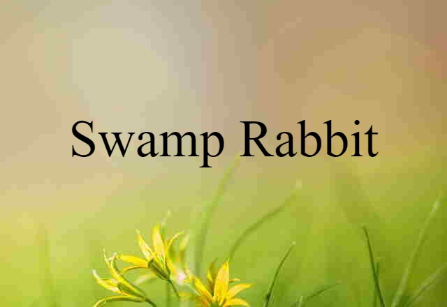 swamp rabbit