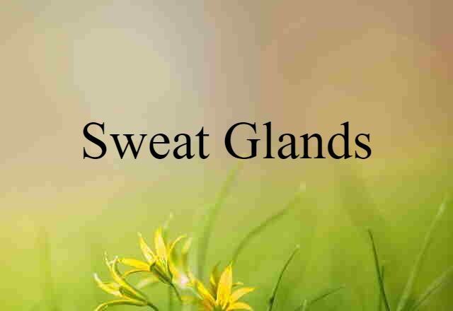 Sweat Glands (noun) Definition, Meaning & Examples