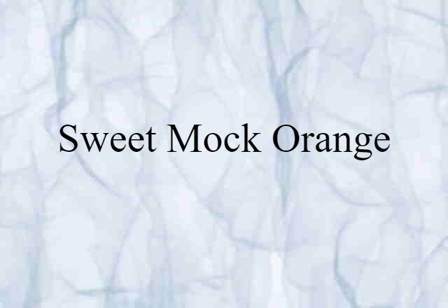 Sweet Mock Orange (noun) Definition, Meaning & Examples