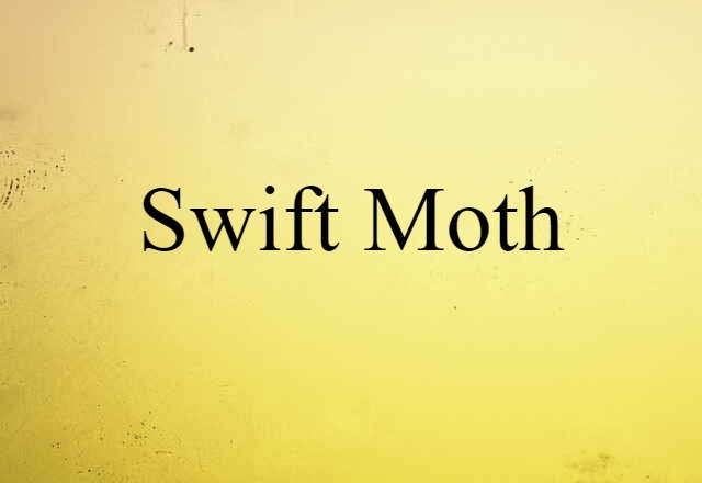 swift moth