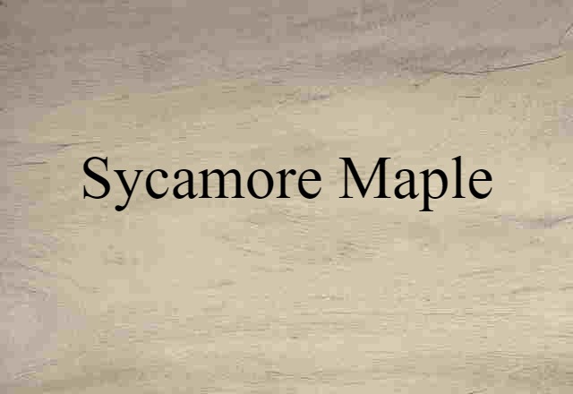 Sycamore Maple (noun) Definition, Meaning & Examples