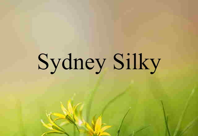 Sydney Silky (noun) Definition, Meaning & Examples