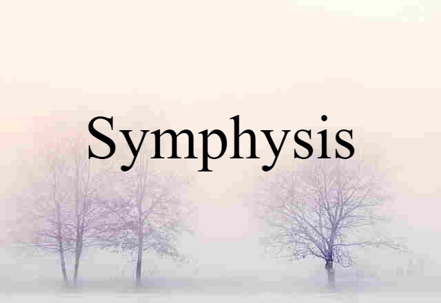 symphysis