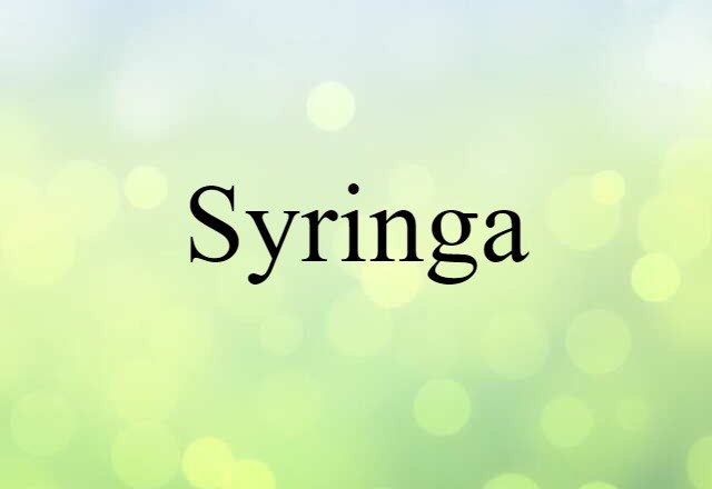 syringa