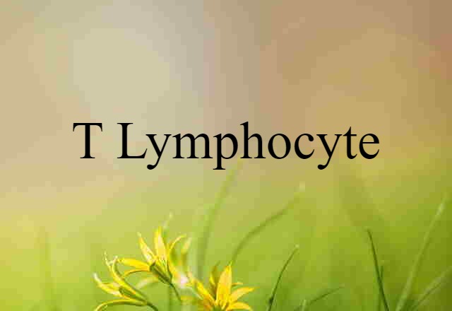 T-lymphocyte (noun) Definition, Meaning & Examples