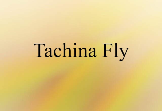 tachina fly