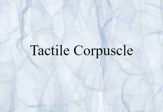 tactile corpuscle