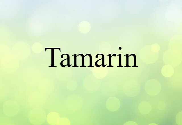 tamarin