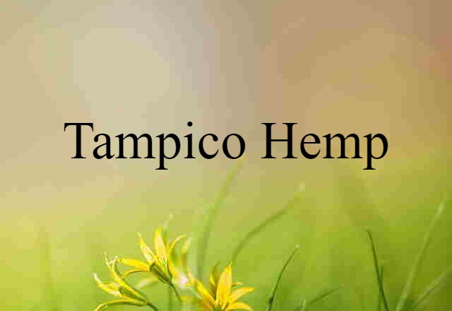 Tampico hemp