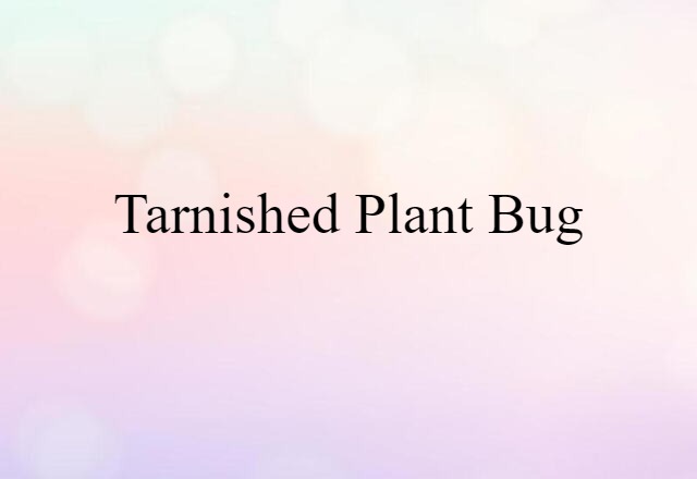 tarnished plant bug