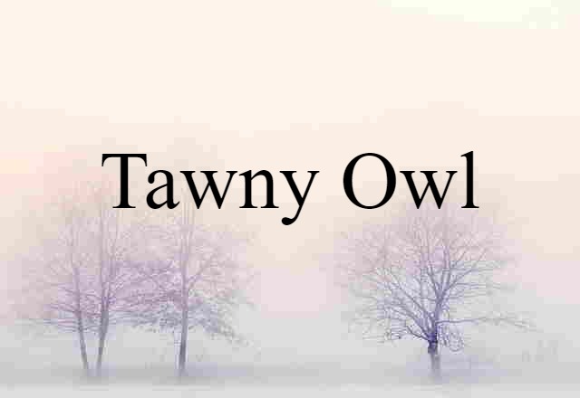 tawny owl