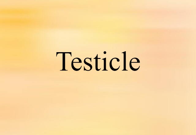 testicle