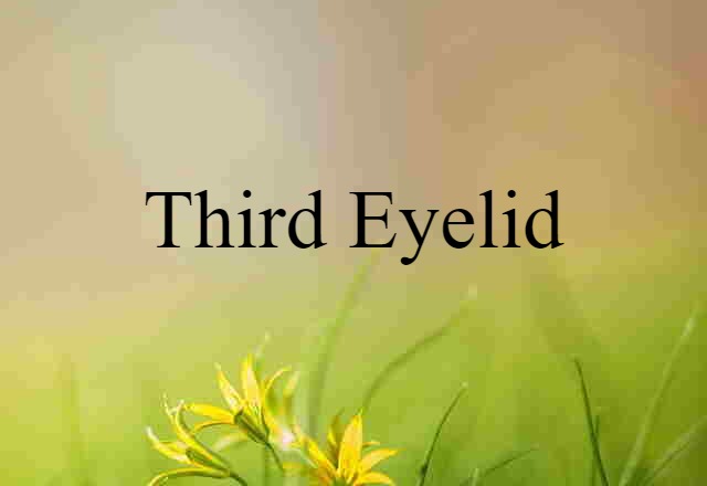 third eyelid