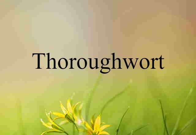 Thoroughwort (noun) Definition, Meaning & Examples