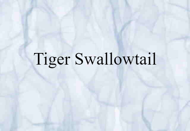 tiger swallowtail