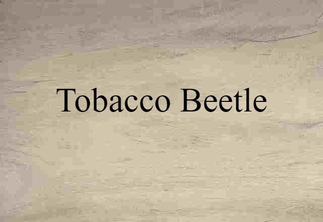 tobacco beetle