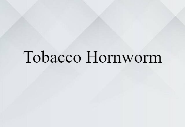 Tobacco Hornworm (noun) Definition, Meaning & Examples