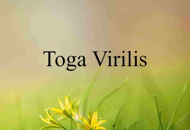 Toga Virilis (noun) Definition, Meaning & Examples