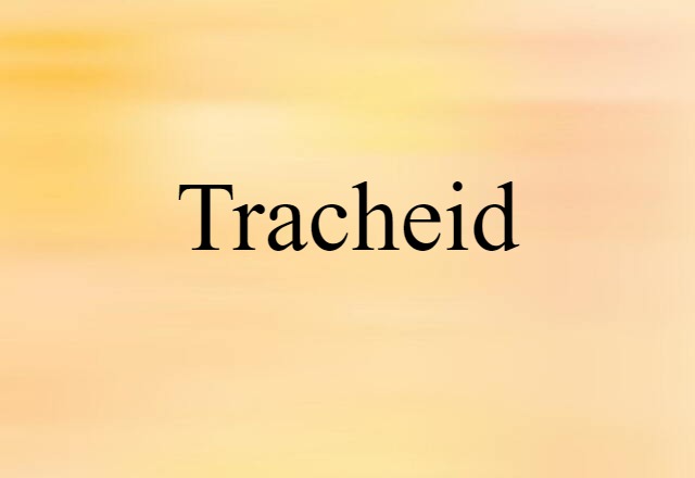 tracheid