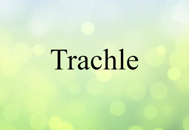 Trachle (noun) Definition, Meaning & Examples