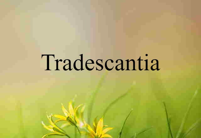 tradescantia