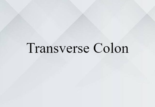 Transverse Colon (noun) Definition, Meaning & Examples