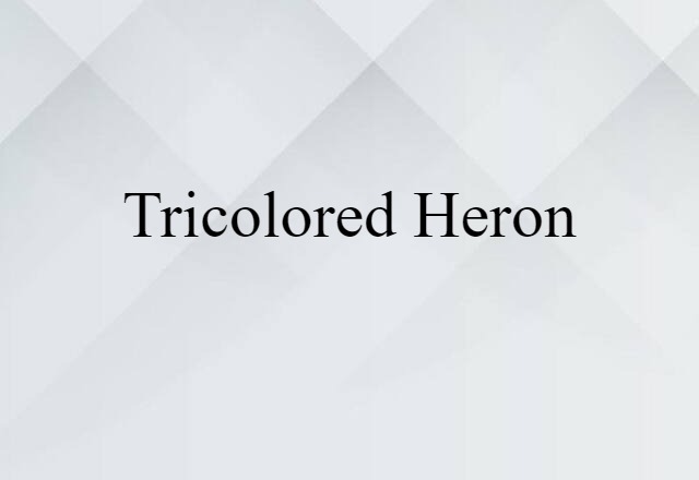 Tricolored Heron (noun) Definition, Meaning & Examples