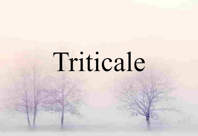 Triticale (noun) Definition, Meaning & Examples