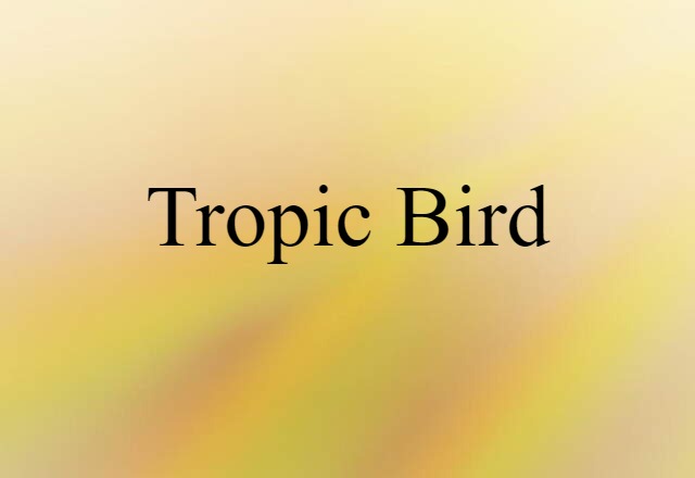 Tropic Bird (noun) Definition, Meaning & Examples