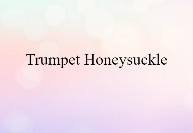 trumpet honeysuckle