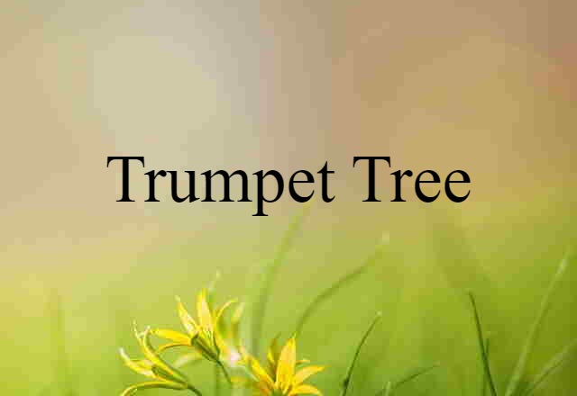 trumpet-tree