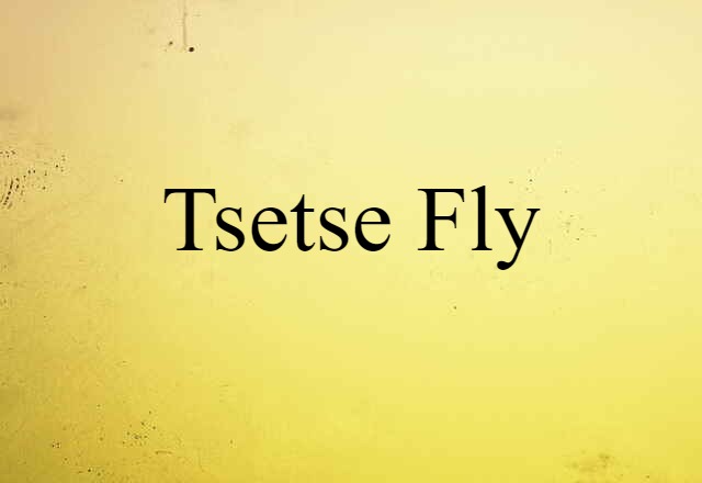 tsetse fly