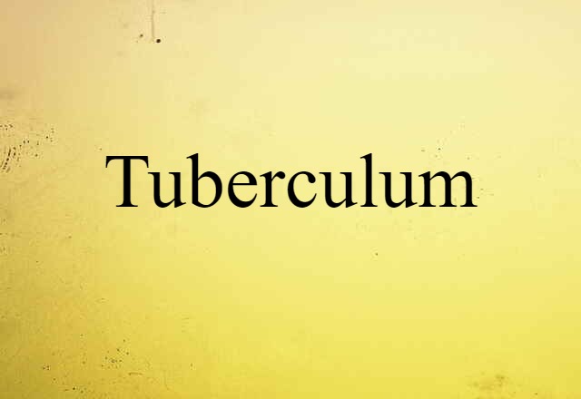 tuberculum