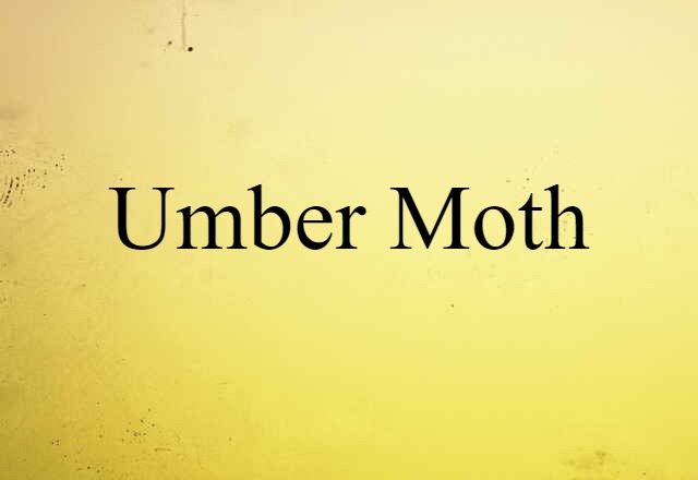 umber moth