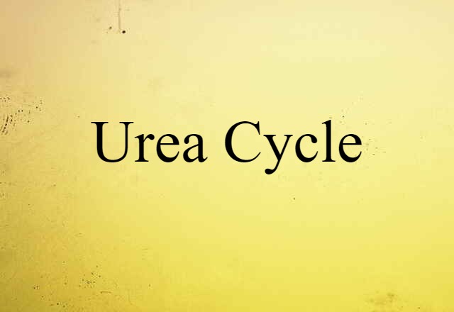 urea cycle