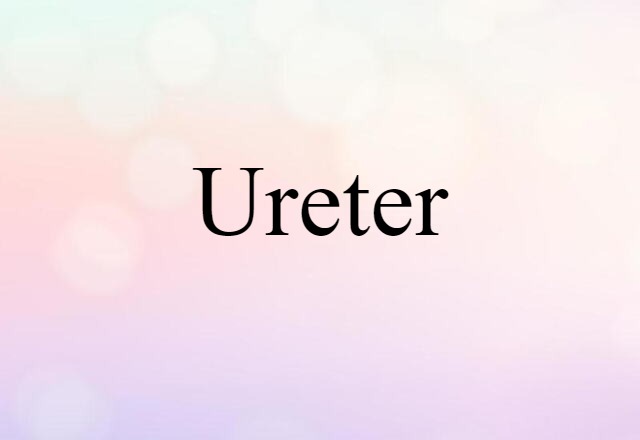 ureter